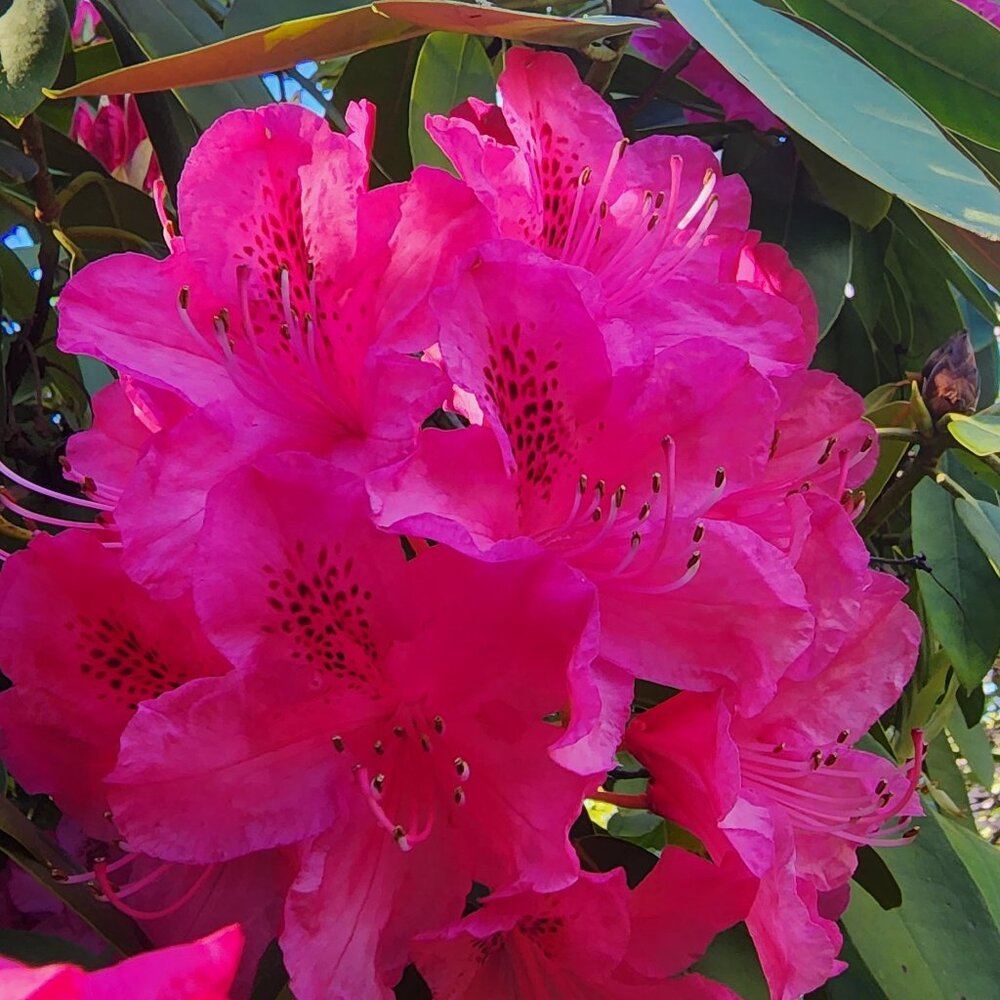 Meet your Posher, Brit